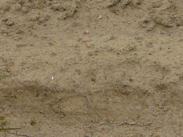 Road texture of loose, beige sand with tire marks and small tufts of green grass.